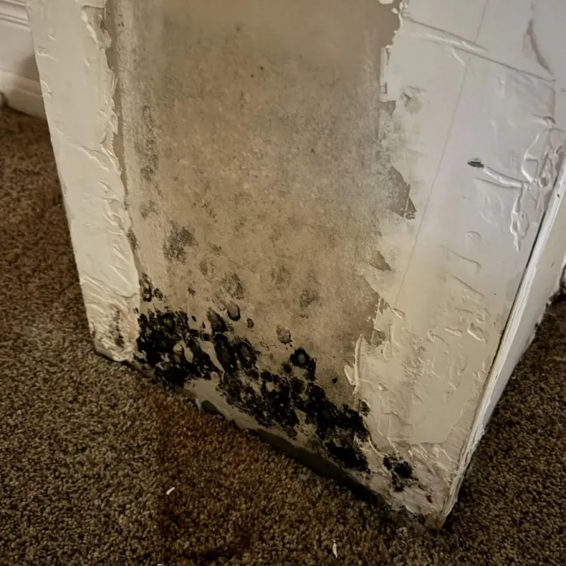 Professional Mold Removal in Rancho Santa Margarita, CA